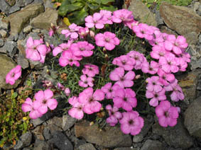 Dianthus neglectus